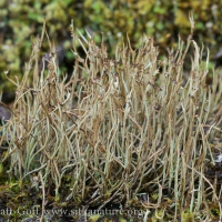 Smooth Horn Lichen (Cladonia gracilis)