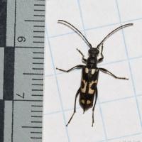 Long-horned Beetle (Brachyleptura vexatrix)
