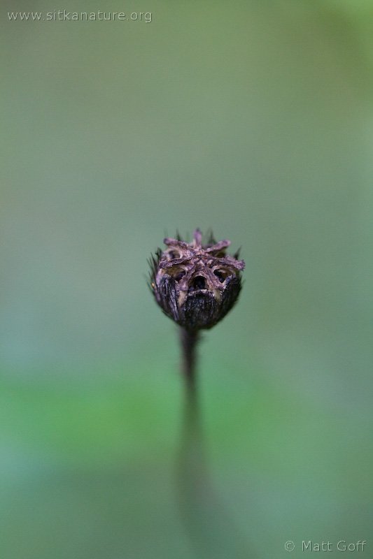 Seed Pod of Rooted Poppy (Papaver radicatum)