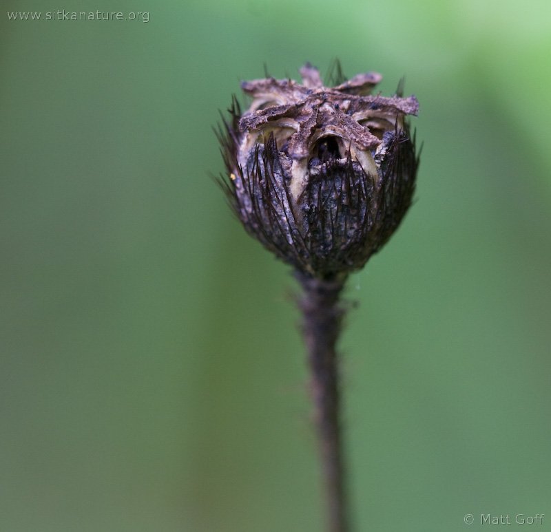 Seed Pod of Rooted Poppy (Papaver radicatum)