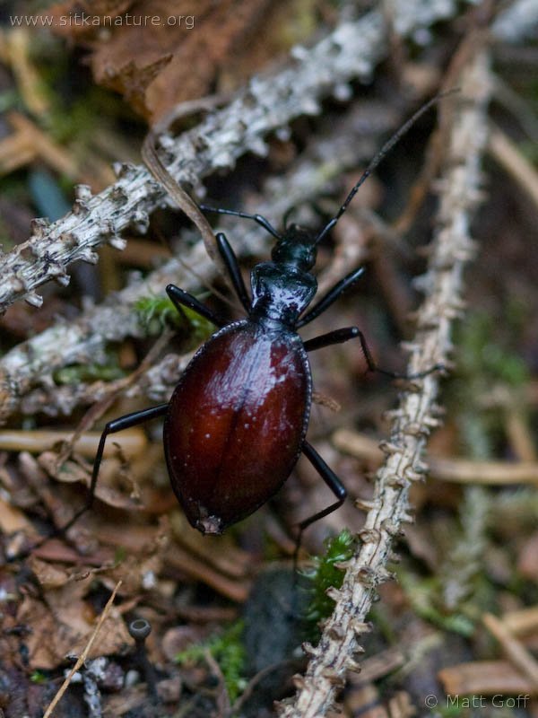 Ground Beetle (Scaphinotus sp)