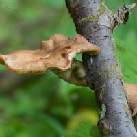 Honey Mushroom (Armillaria ostoyae)
