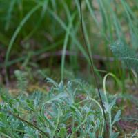 Rooted Poppy (Papaver radicatum)