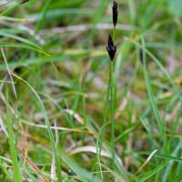 Alpine Black Sedge (Carex nigricans)