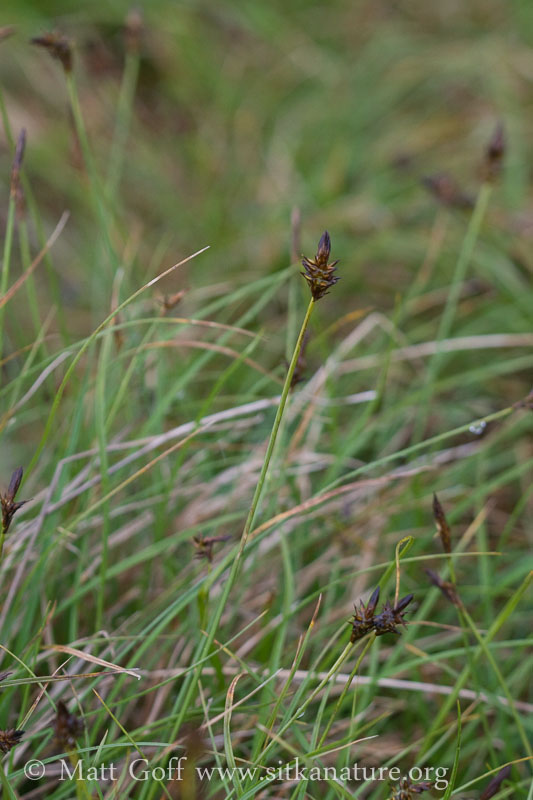 Alpine Black Sedge (Carex nigricans)