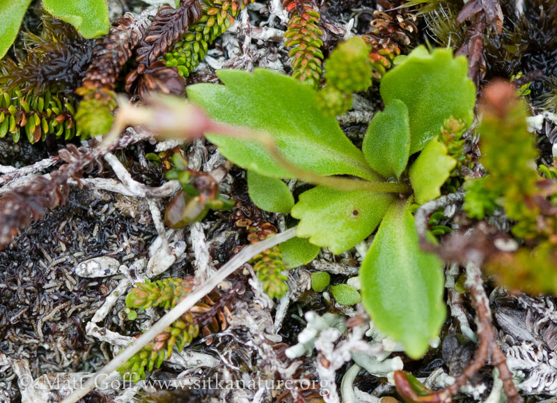 Wedge-leaf Primrose (Primula cuneifolia)