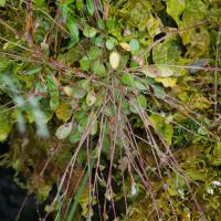 Small-leaved Montia (Montia parvifolia)