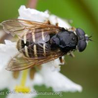 Flower Fly  (Sericomyia chalcopyga)