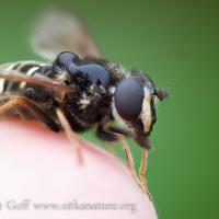Flower Fly  (Sericomyia chalcopyga)