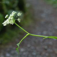 Blooming Kneeling Angelica (Angelica genuflexa)