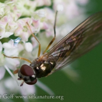 Small Hover Fly