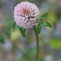 Red Clover (Trifolium pratense)