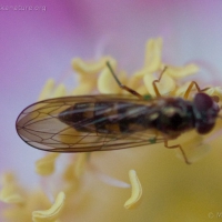 Flower Fly (Melanostoma sp)