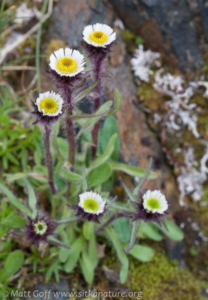 Alpine Fleabane (Erigeron humilis)