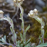 Alpine Pussytoes (Antennaria alpina)
