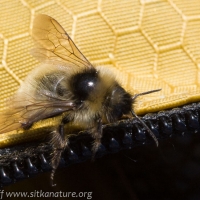 Fernald's Cuckoo Bumble Bee (Bombus fernaldae)