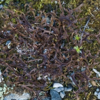 Iceland Lichen (Cetraria sp)