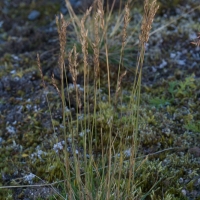 Grass (Festuca sp)