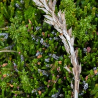 Oeder's Lousewort (Pedicularis oederi)