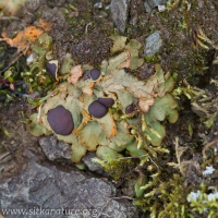 Chocolate Chip Lichen (Solorina crocea)