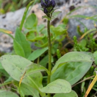 Marsh Felwort (Swertia perennis)