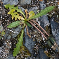 Alaska Dandelion (Taraxacum alaskanum)