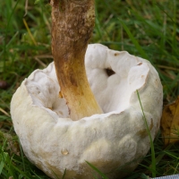 Bolete Mold (Hypomyces chrysospermus)
