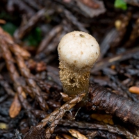Bird's Nest fungus (Nidula candida)