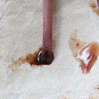 Bleeding Mycena (Mycena haematopus)