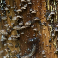 Fungi on Cedar