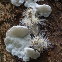 Tyromyces and Parasitic Fungus