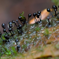 Pin Fungi