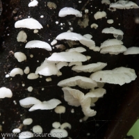 Unidentified White Mushrooms