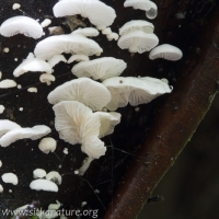 Unidentified White Mushrooms