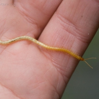 Soil Centipede (Geophilomorpha)