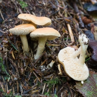 Hedgehog Mushroom (Hydnum umbilicatum)