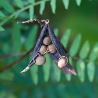 Giant Vetch (Vicia nigricans) Seedpods