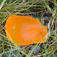 Orange Peel Fungus (Aleuria aurantica)