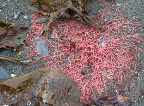 Totem Park Algae