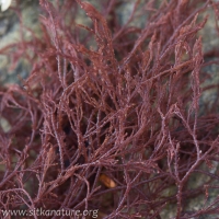 Red Algae Seaweed