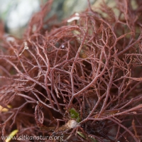 Red Algae Seaweed