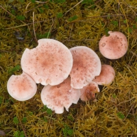 Pink Muskeg Mushroom (Hygropohorus sp)