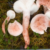 Pink Muskeg Mushroom (Hygropohorus sp)