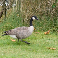 Cackling Goose (Branta hutchinsii)