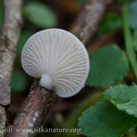 Small White Mushroom