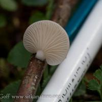 Small White Mushroom