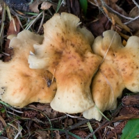 Sidewalk Mushroom