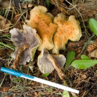 Sidewalk Mushroom