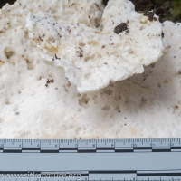 White Polypore