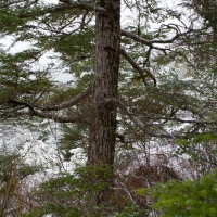 Western Hemlock (Tsuga heterophylla)